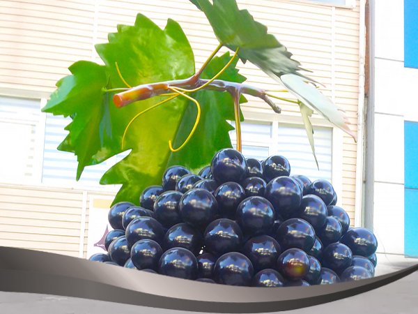 AVŞA ÜZÜM HEYKELİ